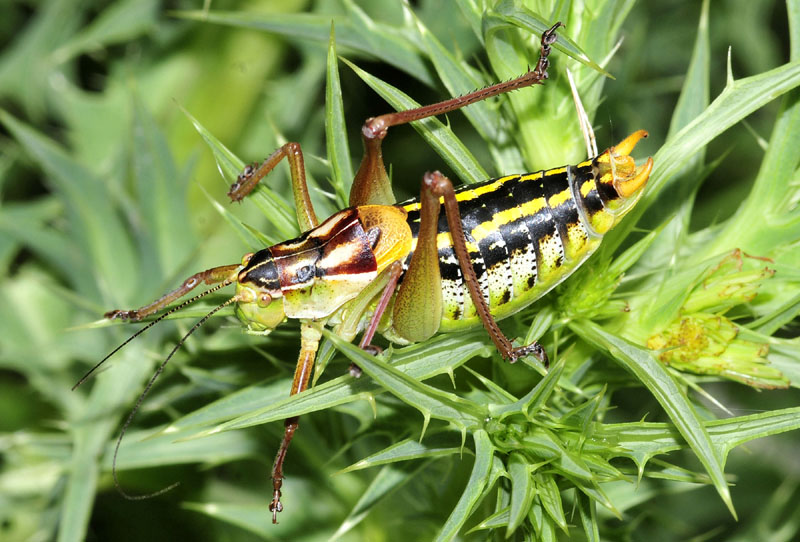 Poecilimon cfr. holzelii (Phaneropteridae)